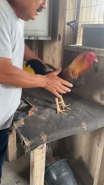best gamefowl keeps and conditioning.